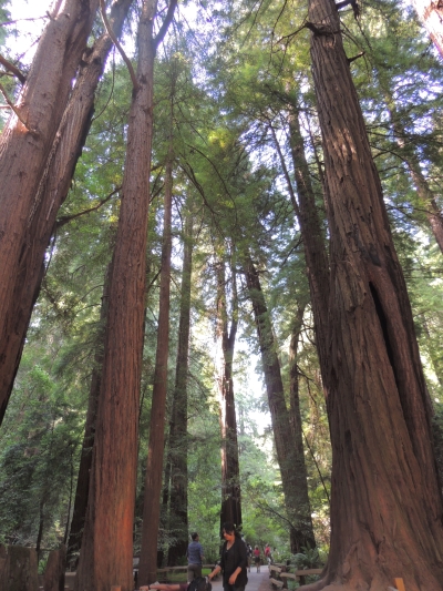 Muir Woods Redwood Trees