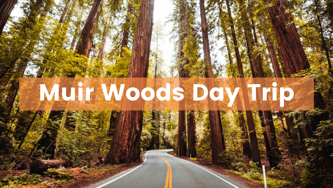 Muir Woods In A Day